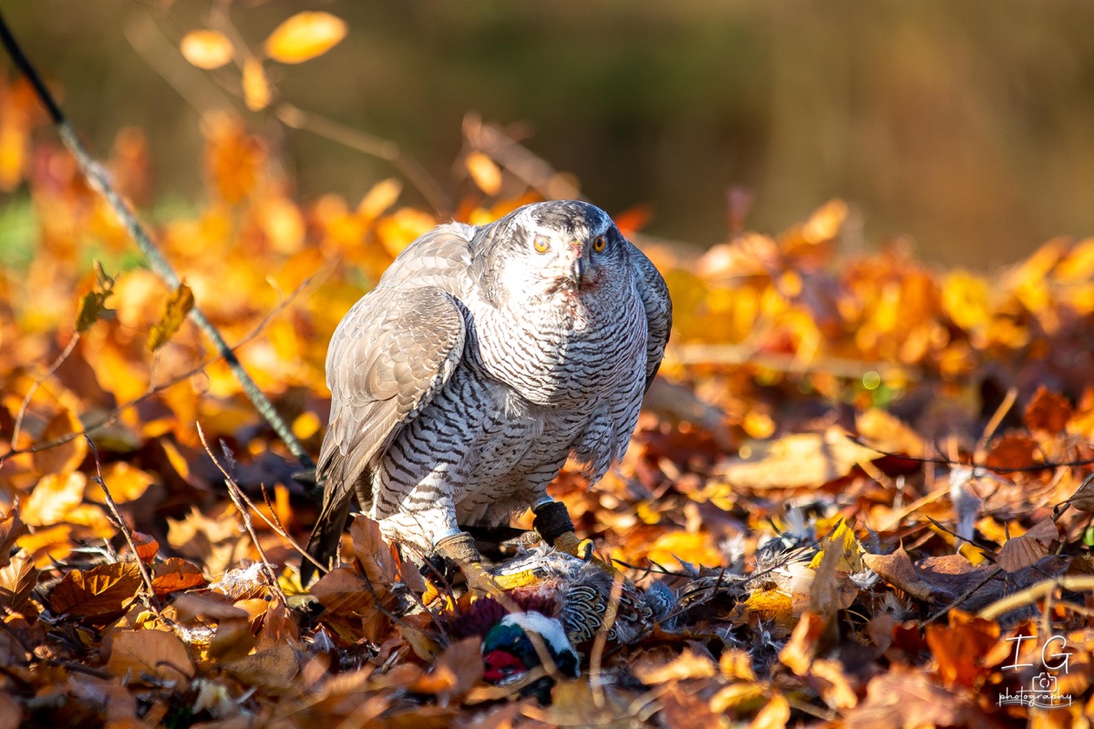 1DX43449 21 november 2021 1247 31